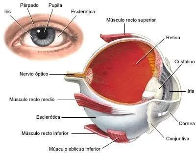 la chica: Las partes del ojo y las del oido la chica: Las partes del ojo y las del oido