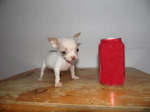 Chihuahua de Bolsillo Blanca en Venta - Mini Toy, Tacita, Teacup ...