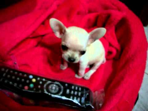 chihuahua de bolsillo - YouTube