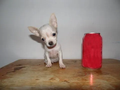 Chihuahua Golondrina Tacita de Te – Venta de Cachorros Chihuahua ...