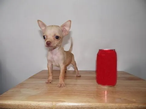 Chihuahua Golondrina Tacita de Te – Venta de Cachorros Chihuahua ...