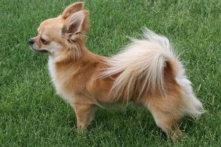 Chihuahua peludo - Imagui