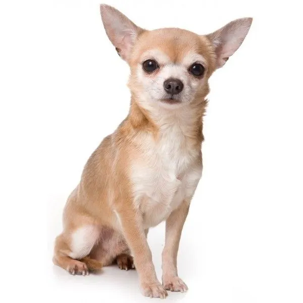 Chihuahua - Razas de Perros - Mi Perro Es Único