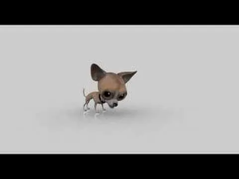 Chihuahua - YouTube