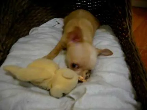 Chihuahuas Bebes - YouTube