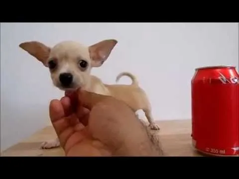Chihuahuas Cachorros - Bolsillo, Teacup, Tacita de Te - YouTube