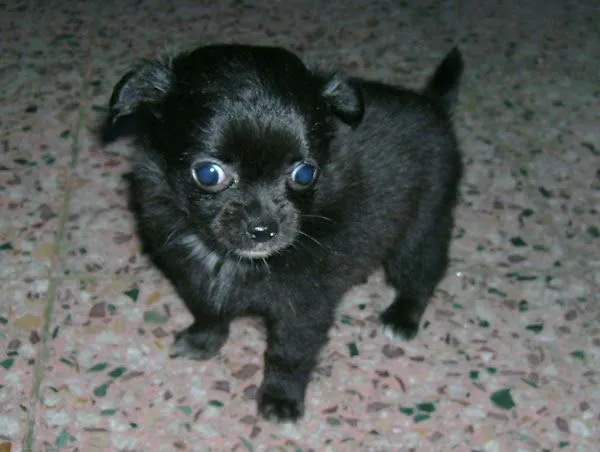 chihuahuas | Cuidar de tu perro es facilisimo. chihuahuas | Cuidar de tu perro es facilisimo.