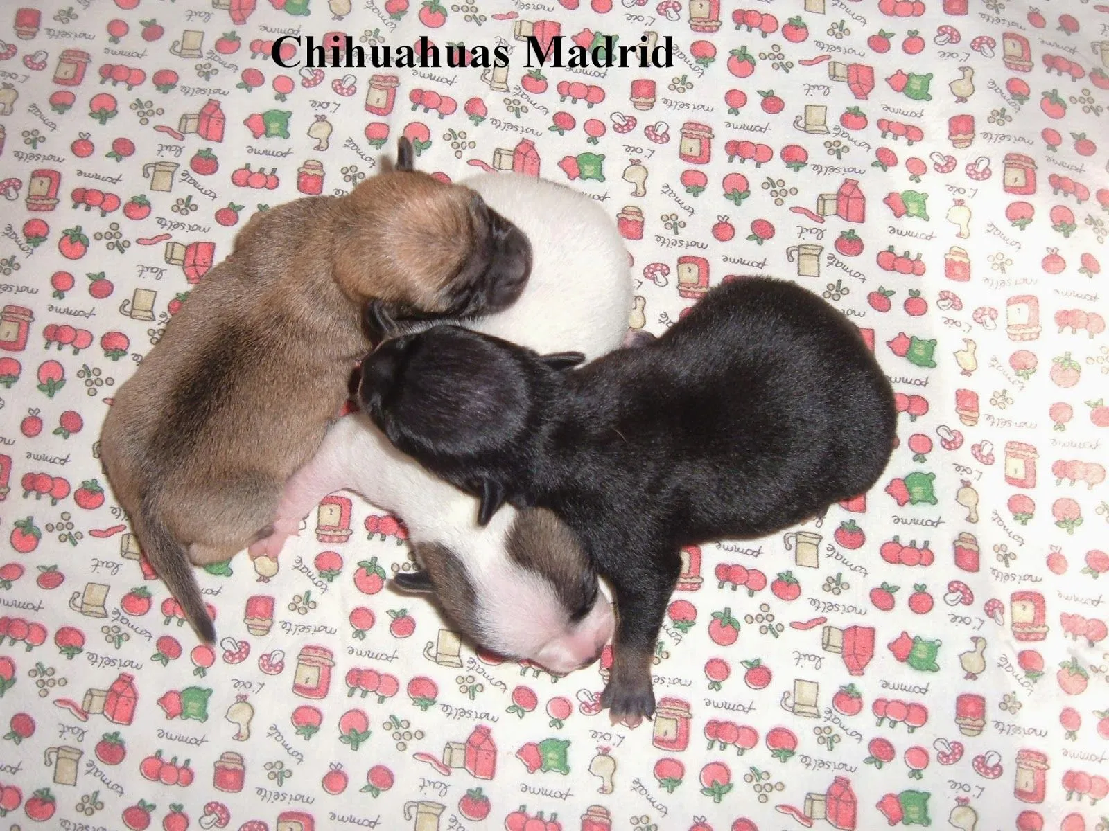 Chihuahuas Madrid: octubre 2013