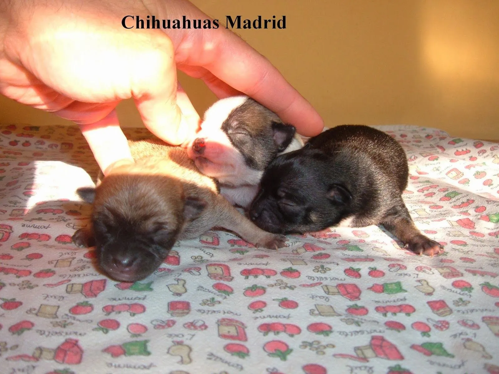 Chihuahuas Madrid: octubre 2013