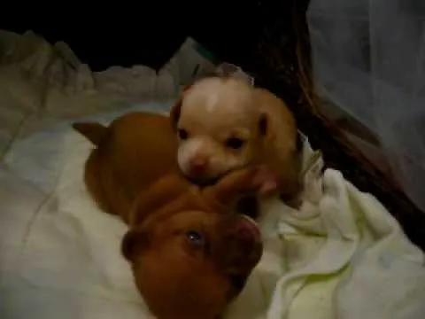 Chihuahuas recien nacidos - YouTube