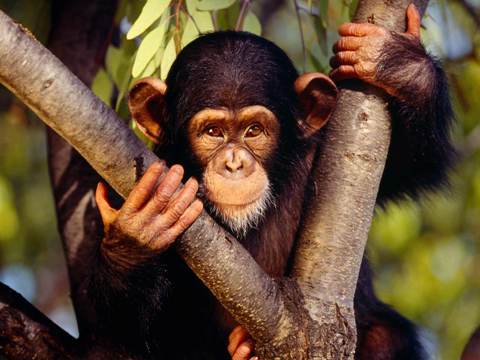 Chimpancé | Wikifaunia, tu enciclopedia de animales