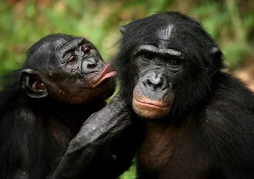 Chimpances animados tiernos - Imagui