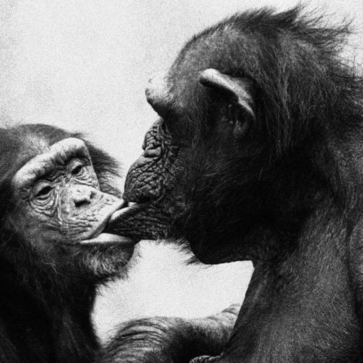 Chimpancés asexuales y bonobos bisexuales: lo que revela el sexo de los  primates sobre los humanos | Noticias de México | EL IMPARCIAL