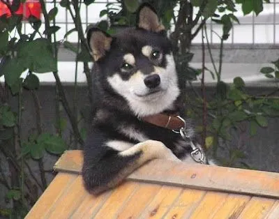 Banco de Fotos gratis: Foto de un perro chistoso sentado