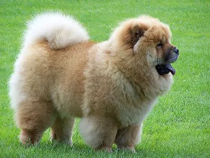 Chow Chow | Cuidar de tu perro es facilisimo.com Chow Chow | Cuidar de tu perro es facilisimo.com