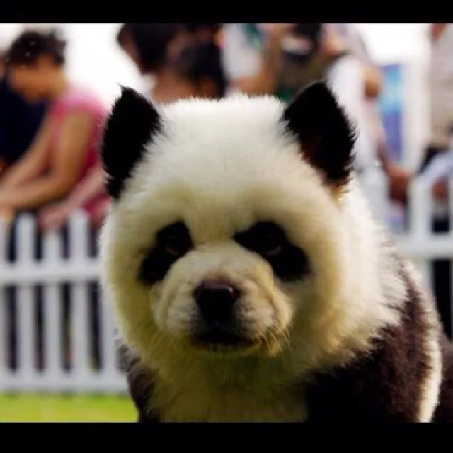 Chow Chow Panda! It's a dog! OMG! | snugly things | Pinterest Chow Chow Panda! It's a dog! OMG! | snugly things | Pinterest