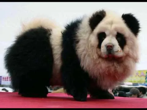 Chow chows and panda chow chows!!!!! - YouTube