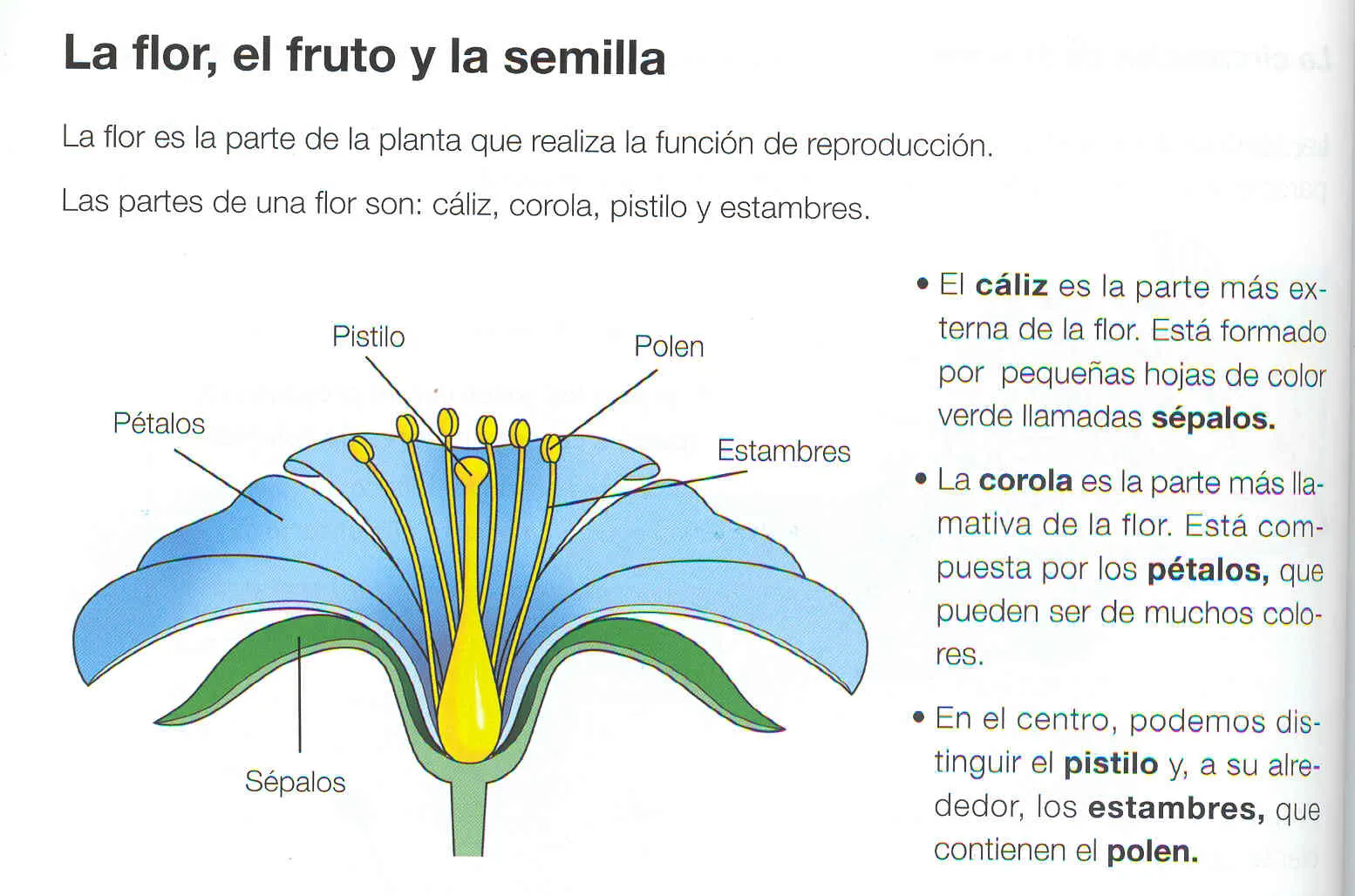 los de primer ciclo: 2ºB examen Las Plantas: 9 junio de 2010