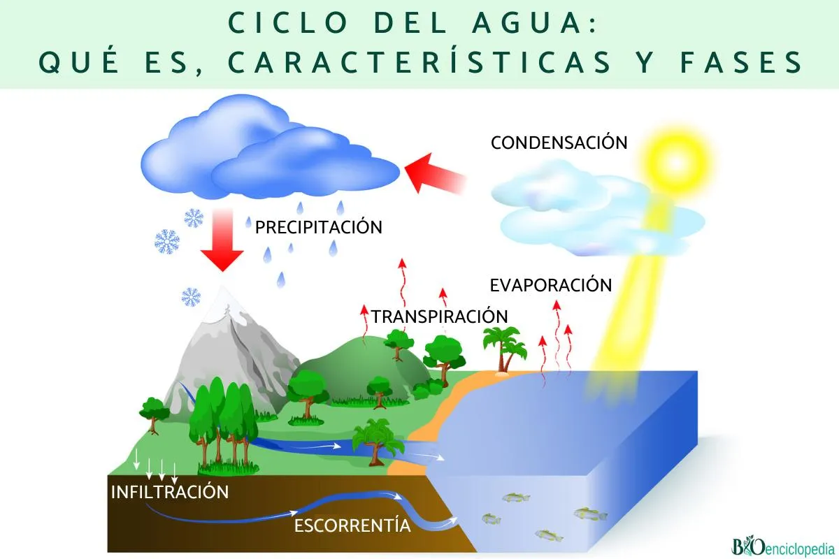 Ciclo del agua: qué es, características y fases - Resumen para estudiar