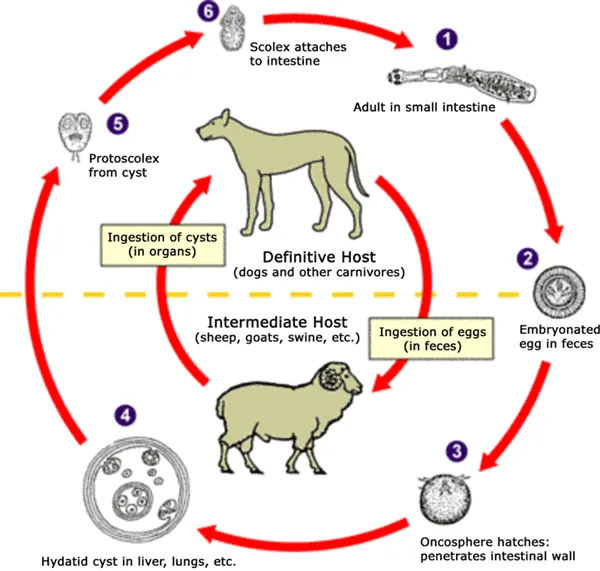 ciclo biológico Echinococcus granulosus | La Supergalaxia