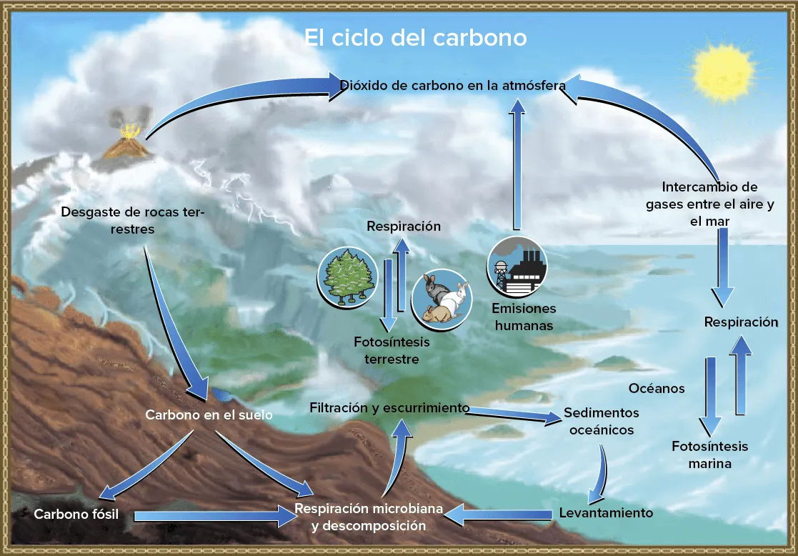 El ciclo del carbono (artículo) | Ecología | Khan Academy