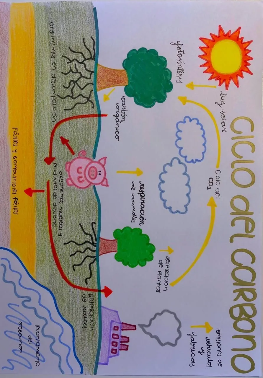 Ciclo del carbono | Ciclo del carbono, Ideas de colegio, Caratula para  trabajo practico