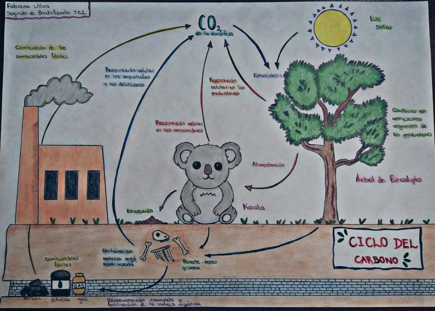 Ciclo del Carbono | Ciclo del carbono, Tarjeta en ingles, Ciclo hidrologico