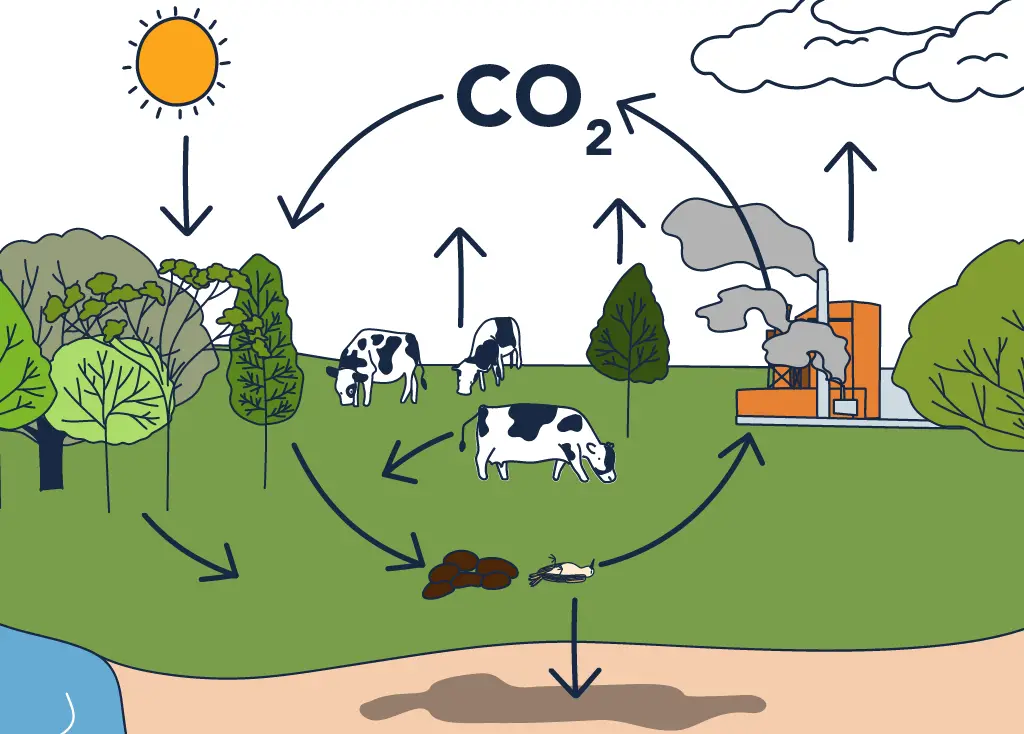 Ciclo del Carbono: Depósitos, Procesos e Impacto Actual - Geoplaneta.net