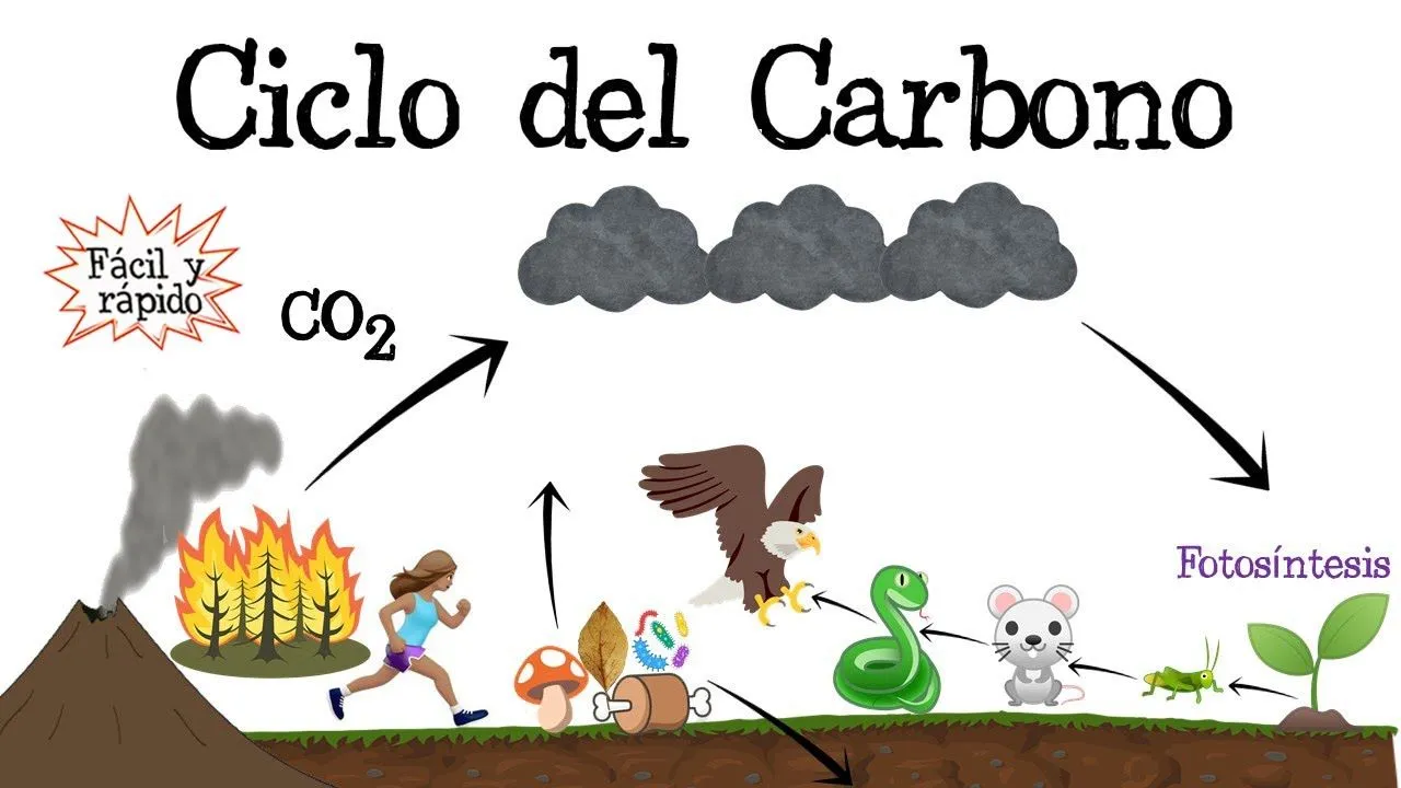 ♻️ Ciclo del Carbono ⚫️ [Fácil y Rápido] | BIOLOGÍA | - YouTube