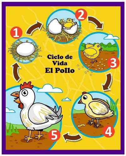 El ciclo dela vida de un pollito - Imagui