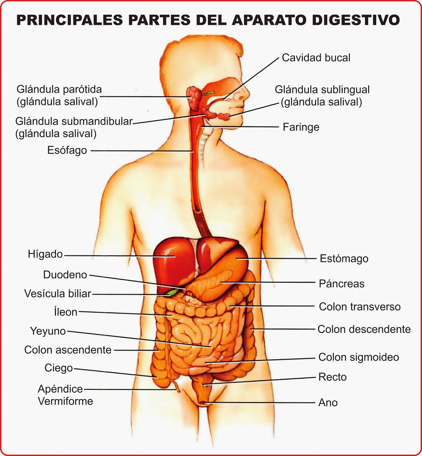 Ciclo Escolar: El aparato Digestivo - Órganos principales