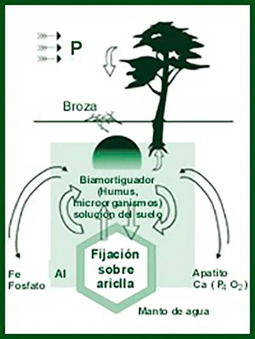 ▷ El Ciclo del Fósforo o Ciclo Biogeoquímico del Fósforo 