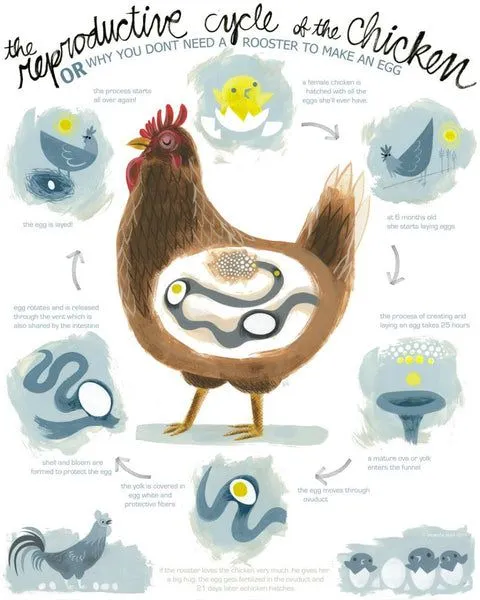 El Gallo sera muy Gallo pero la Gallina es la de los huevos ... El Gallo sera muy Gallo pero la Gallina es la de los huevos ...