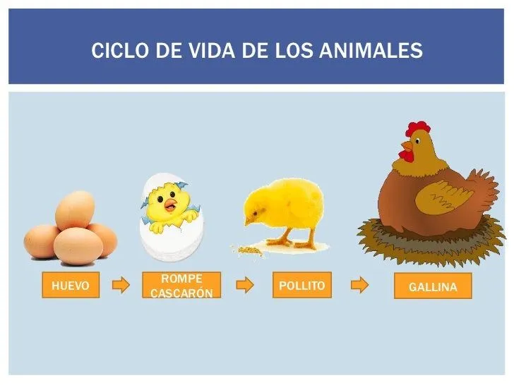 Ciclo de vida de un pollito para niños - Imagui