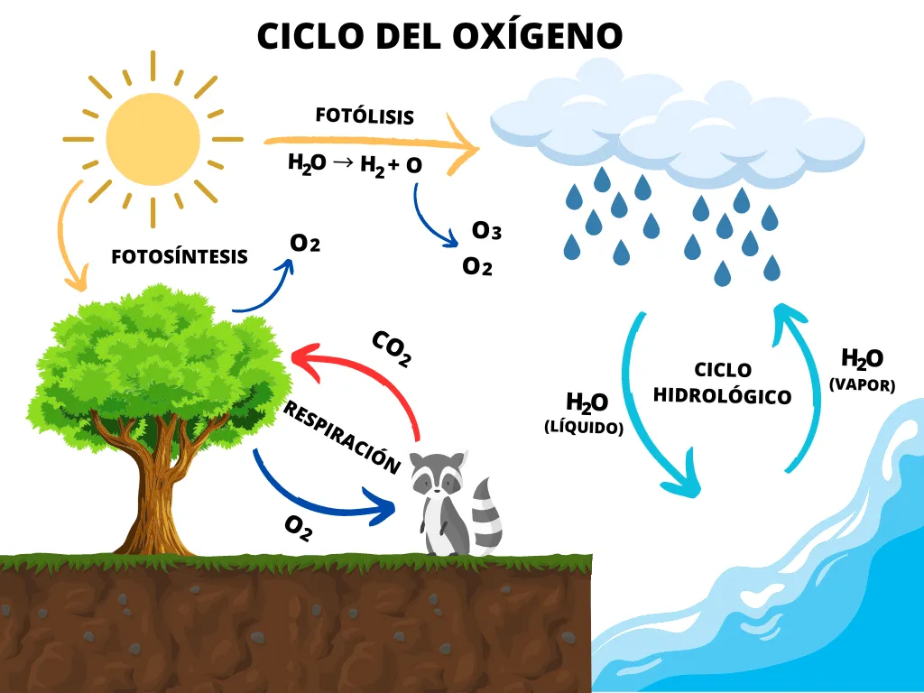 Ciclo del oxígeno: qué es, etapas y sus características - Significados