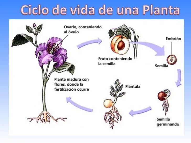 El ciclo de una planta para niños - Imagui