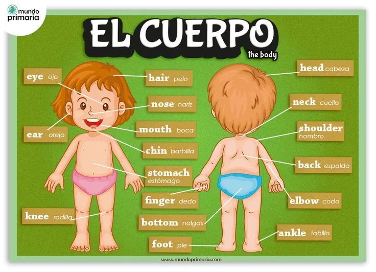 Infografía de las partes del cuerpo humano, en castellano y su ...