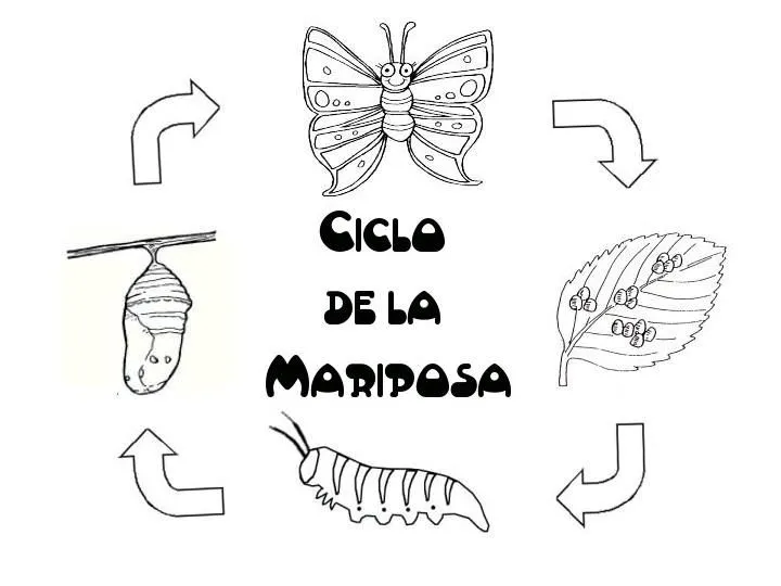 Dibujos de la metamorfosis de la mariposa para colorear - Imagui