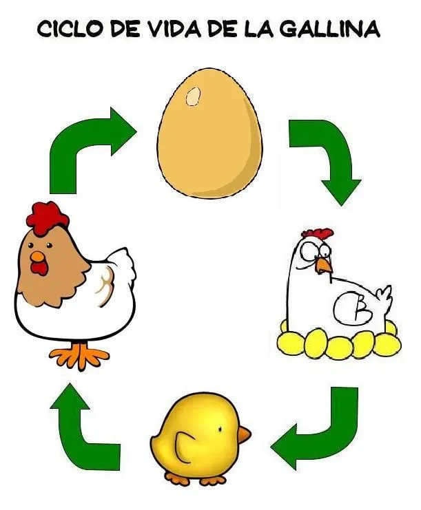 Ciclo de vida de una gallina - Imagui