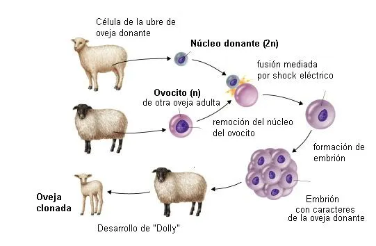 Dibujo del ciclo vital de la oveja - Imagui