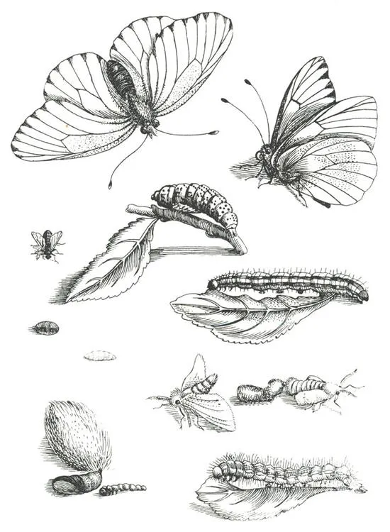 Ideas para tu tattoo: Ciclo de vida de la mariposa