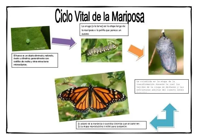 Ciclo de vida de la mariposa en inglés - Imagui