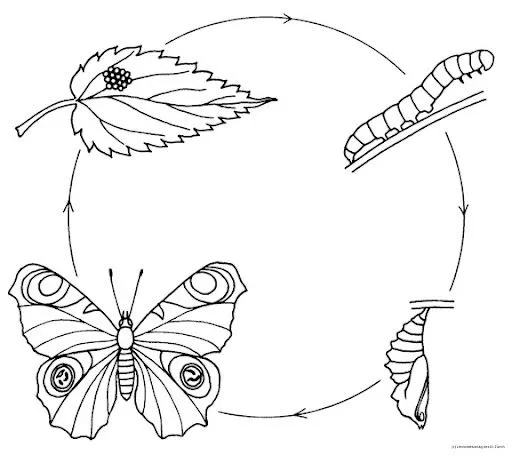 Ciclo de vida de las mariposas para colorear - Imagui