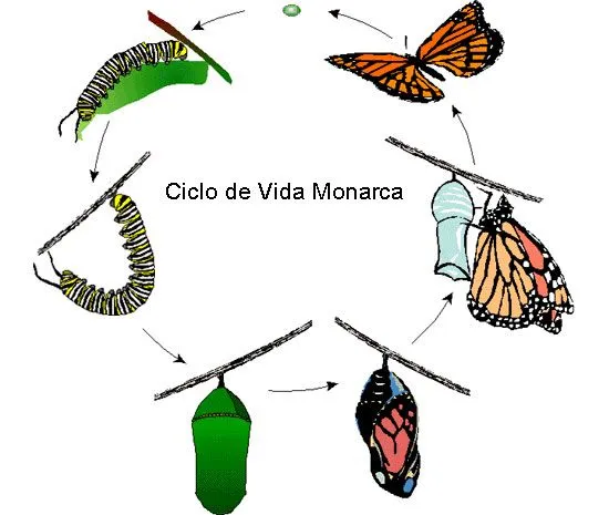 Ciclo de Vida Monarca | ASU - Ask A Biologist
