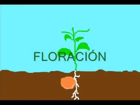 Ciclo de vida de una planta - YouTube
