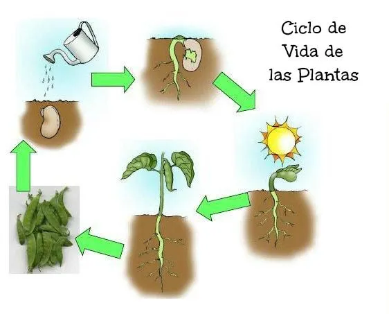 Ciclo de vida plantas para niños - Imagui