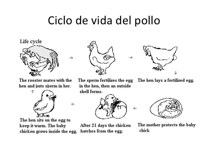 Ciclo de vida del pollito - Imagui