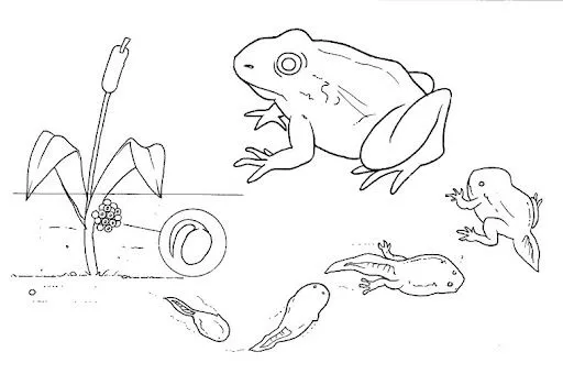 Ciclo de vida de la rana para colorear - Imagui
