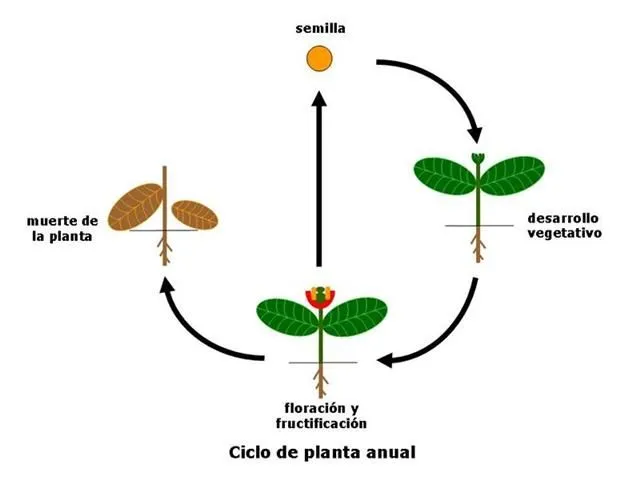 Ciclo de la vida de las plantas - Imagui