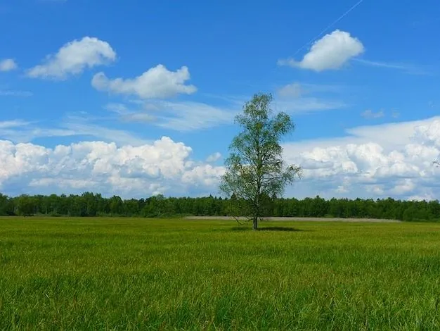 cielo paisaje prado resto árbol idilio nubes | Descargar Fotos gratis